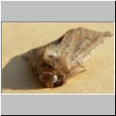 Noctua comes - Breitfluegelige Bandeule 02.jpg